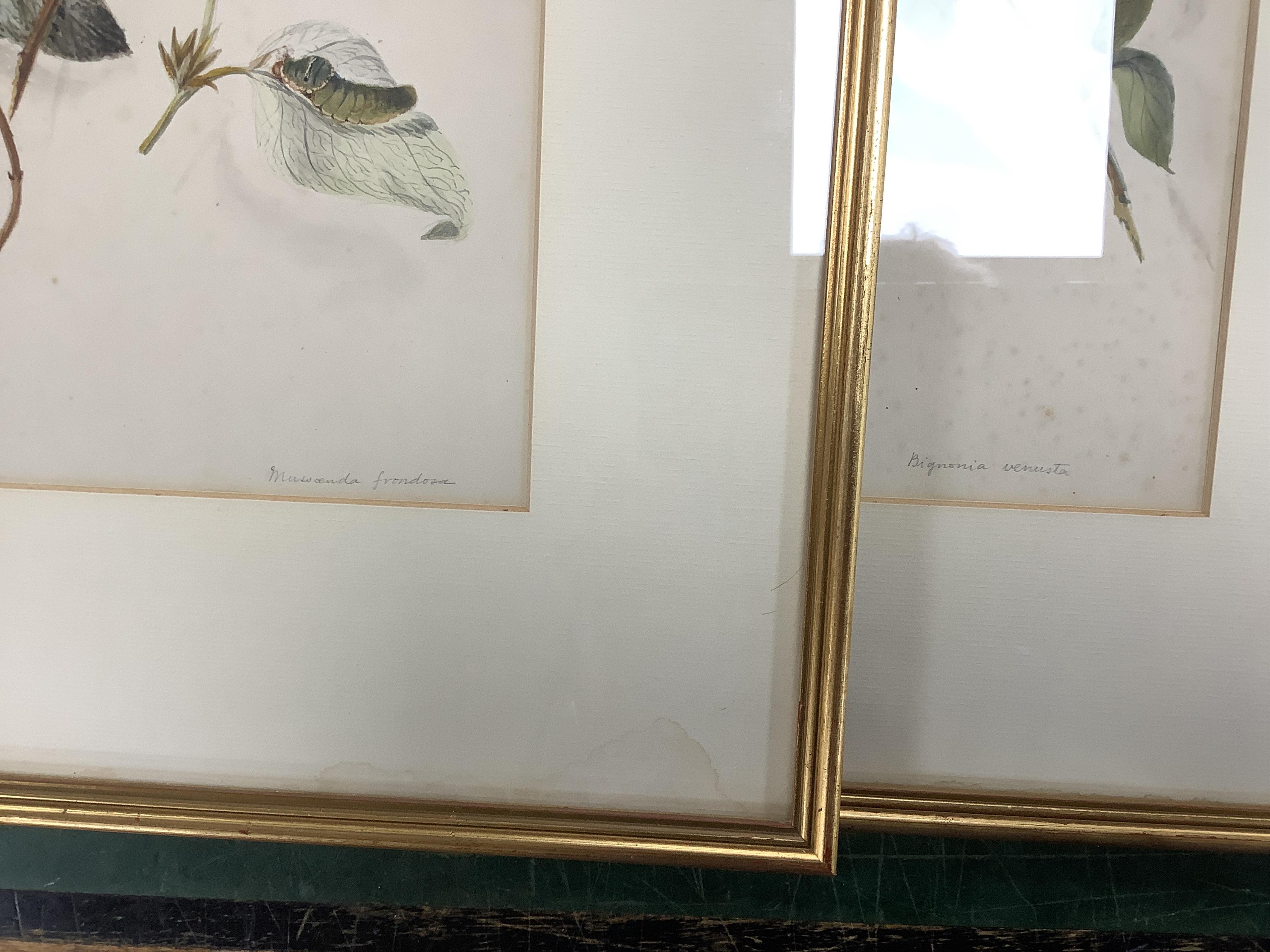 Late 19th / early 20th century school, set of eighteen watercolours, botanical studies, some with Latin pencil inscriptions, unsigned, 29 x 22cm